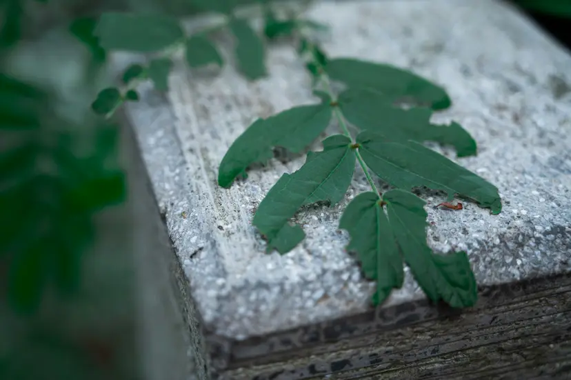 Conceptual arrangement of smooth stones and green leaves